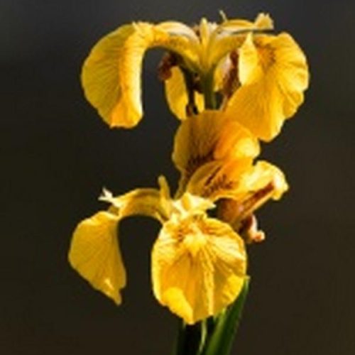 Wild Iris