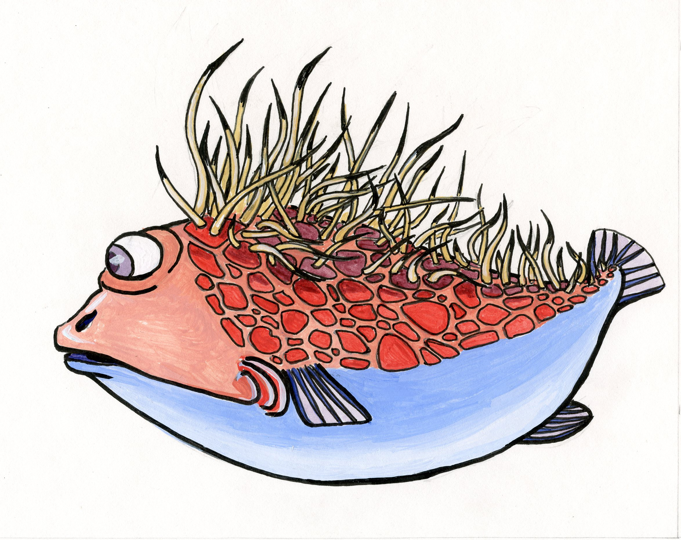 dfwArLGx0osU-Quillback-rock-fish