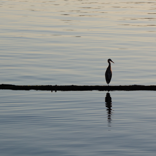 Morning Heron in Nanaimo Harbour