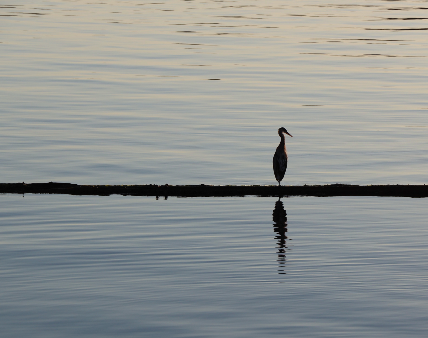 Morning Heron in Nanaimo Harbour