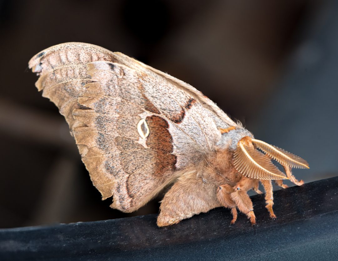 Silk Moth