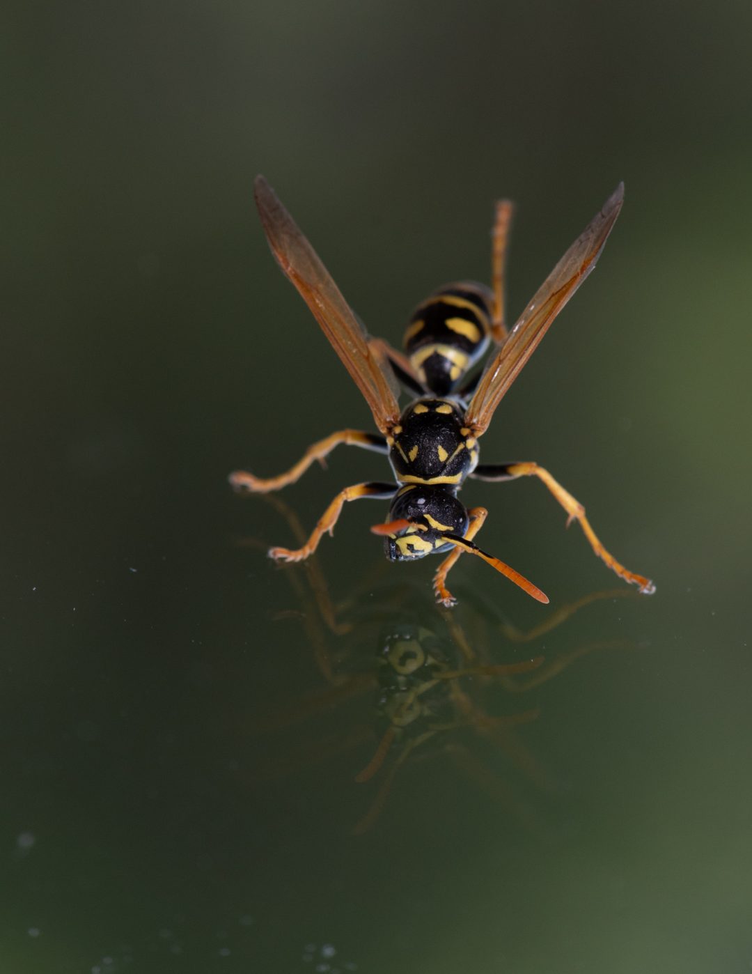 Paper Wasp