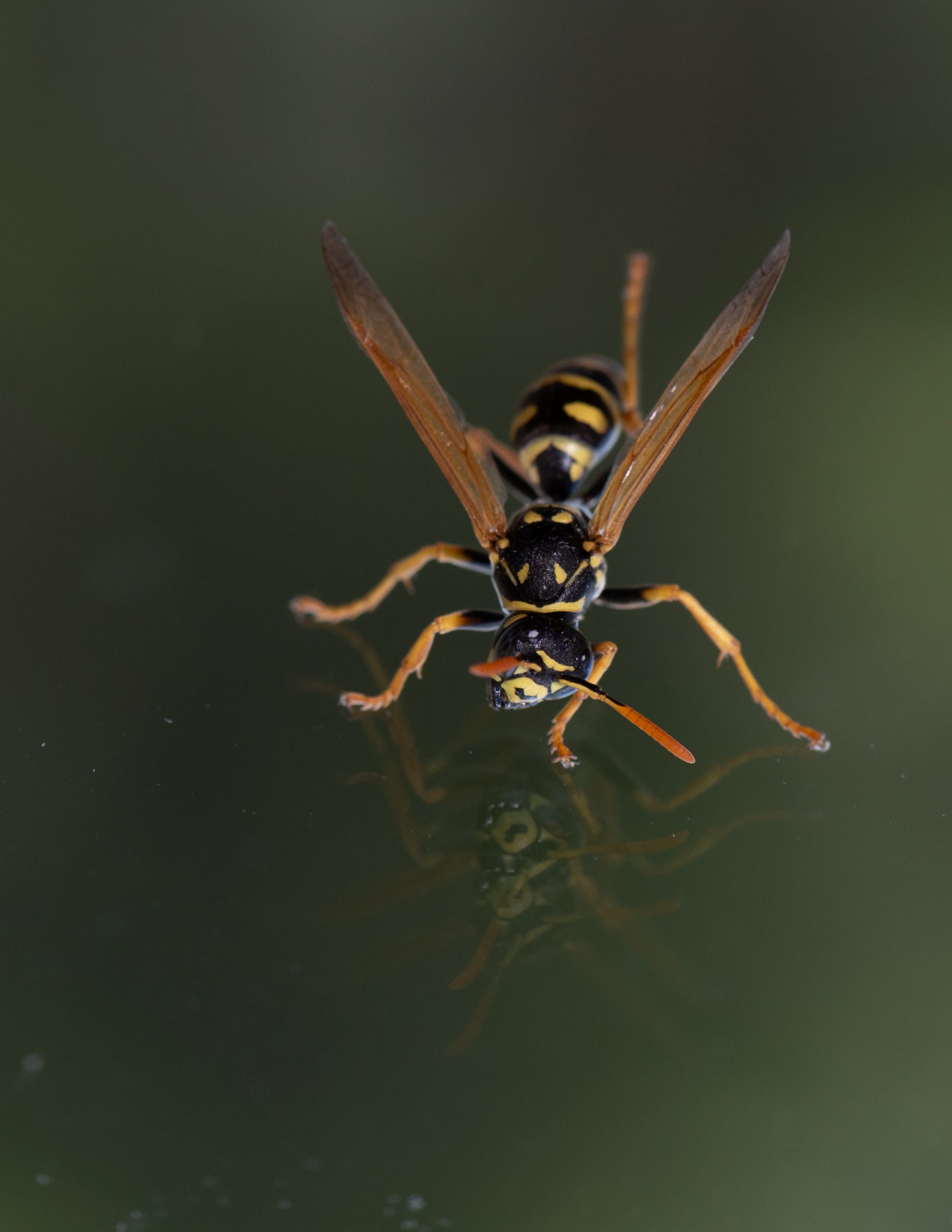 Paper Wasp