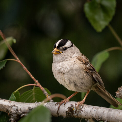 White Crown Sparrow