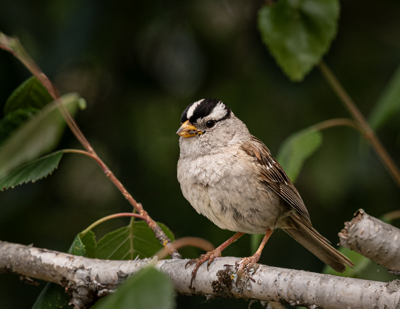 White Crown Sparrow