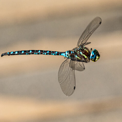 Blue-eyed Darner