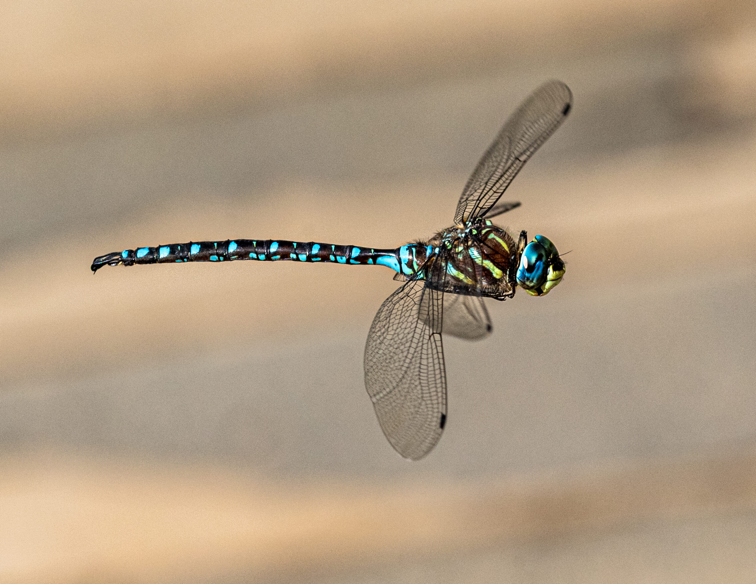 Blue-eyed Darner