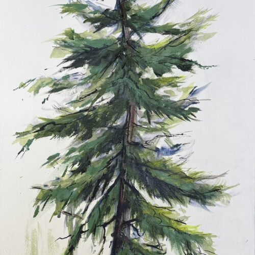 Bonnie's Fir on 1st Hole