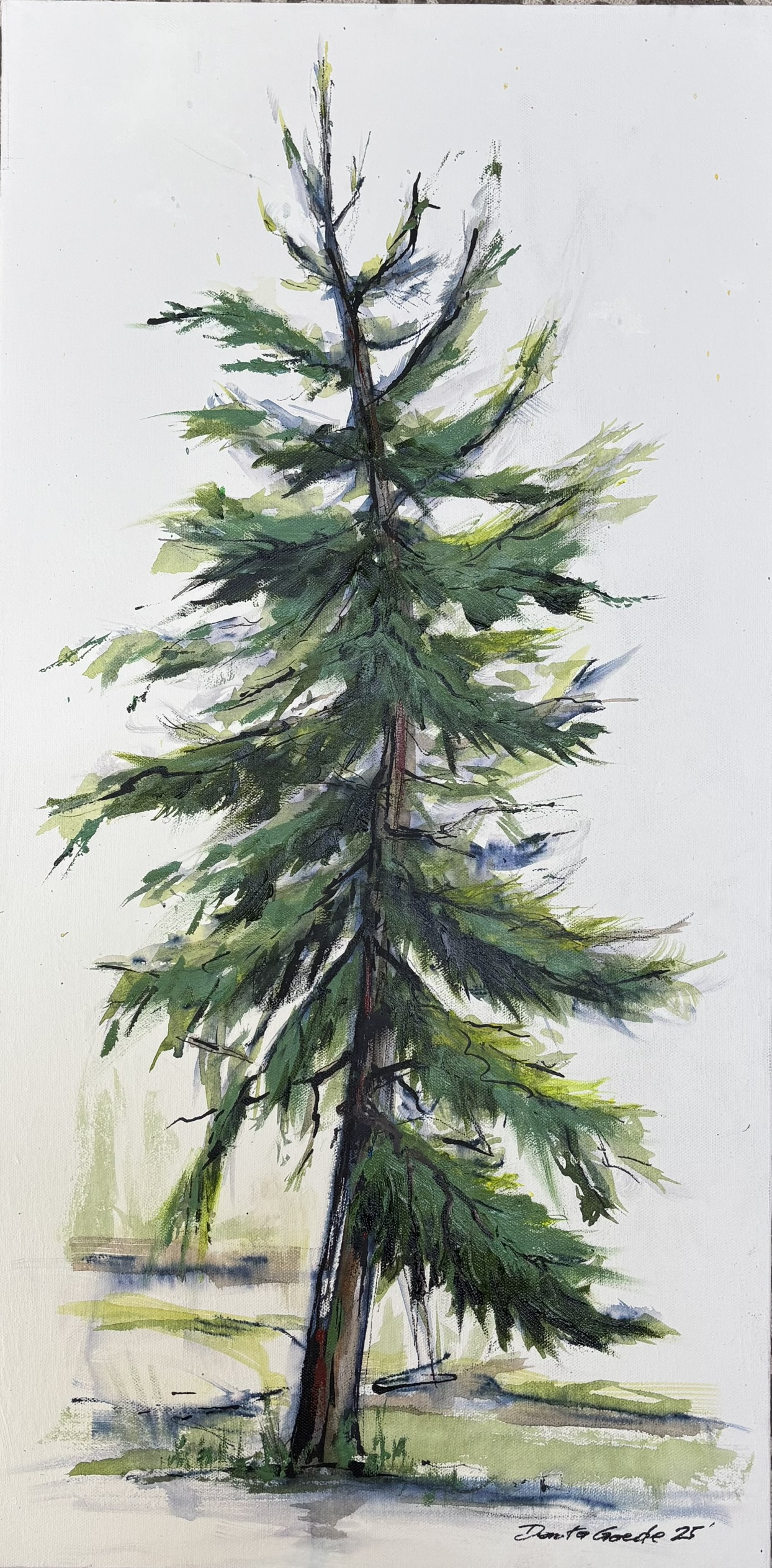 Bonnie's Fir on 1st Hole