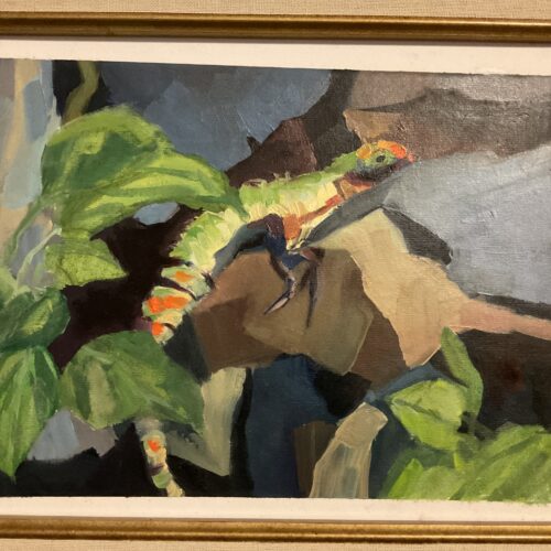 Iguana On The Rocks